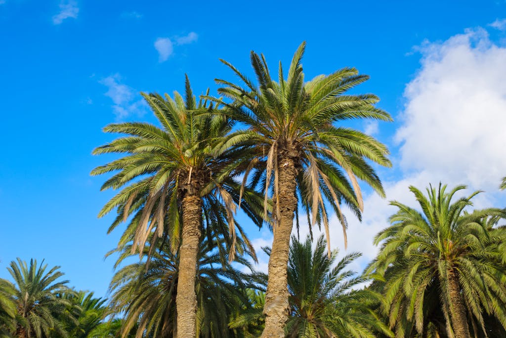 Tall palms against a clear blue sky