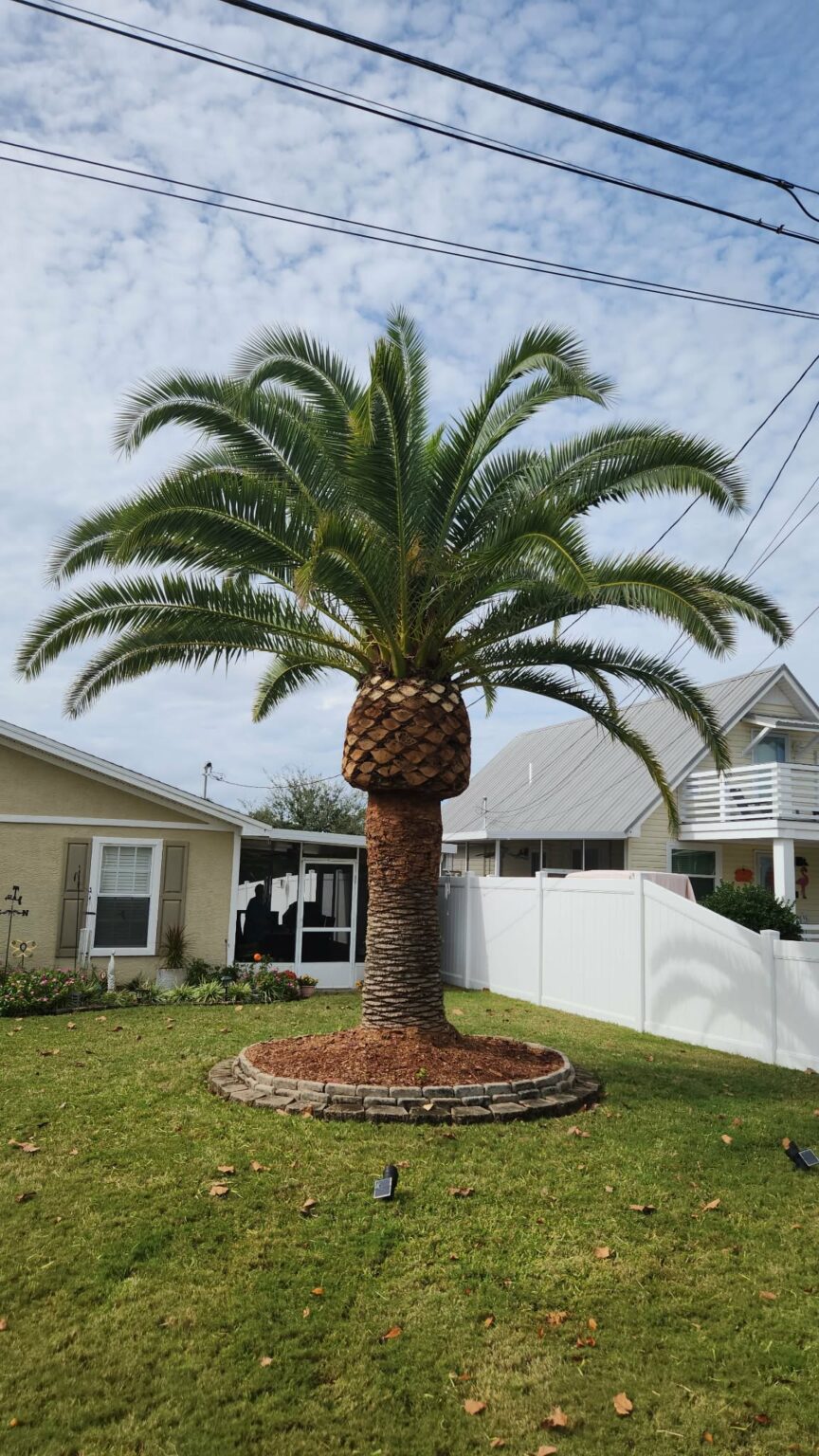 Palm trees trimmed and shaped by the Cornerstone crew