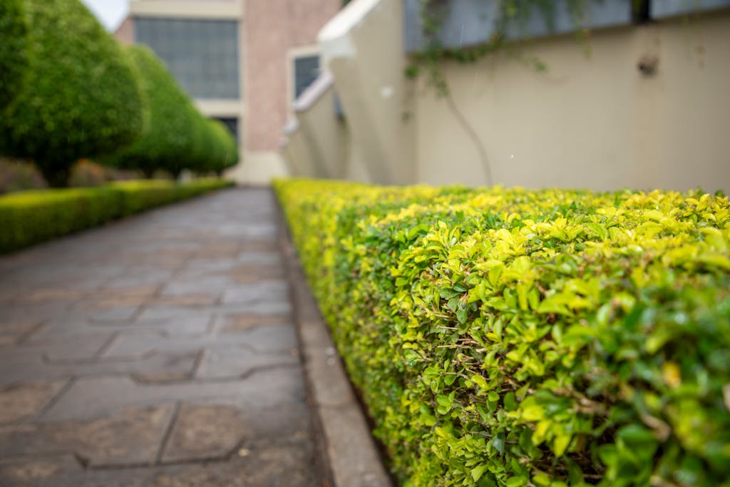 Trimmed hedge running alongside a paved walkway