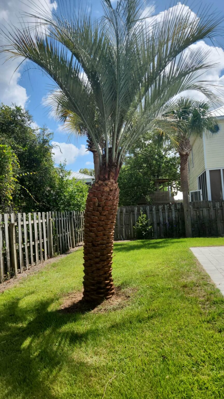 Palm trees trimmed and shaped by the Cornerstone crew