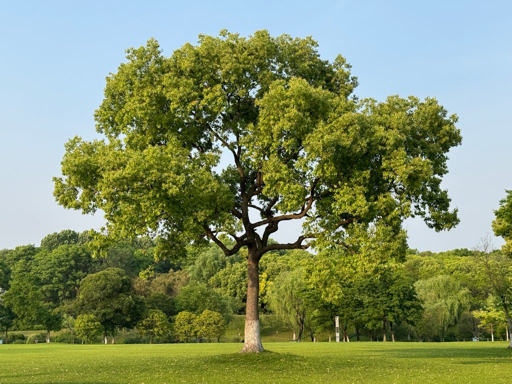 Mature oak with a broad canopy on open grass by the water