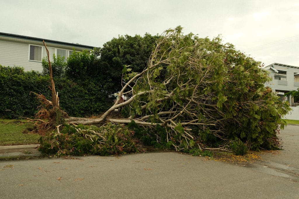 Large tree fallen across a suburban garden after a storm