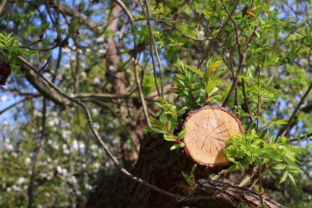 Freshly cut branch stub on a tree after pruning