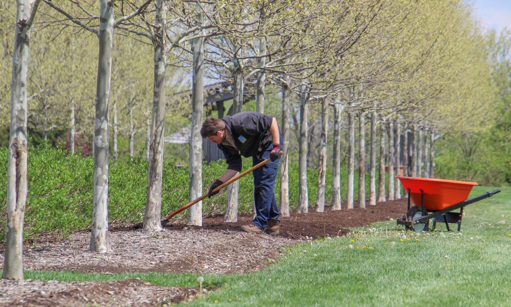 Groundworker spreading mulch beneath a row of palms