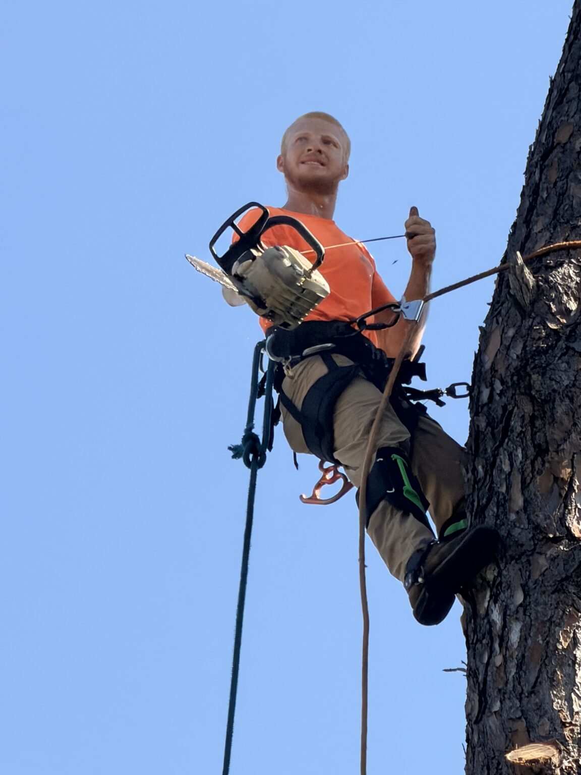 Cornerstone tree climber roped into a pine with a chainsaw clipped to his harness