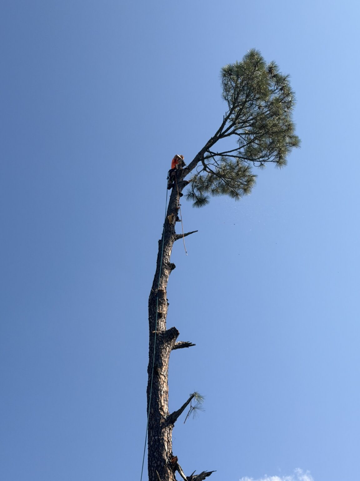 Cornerstone climber near the top of a tall pine, taking the tree down in sections