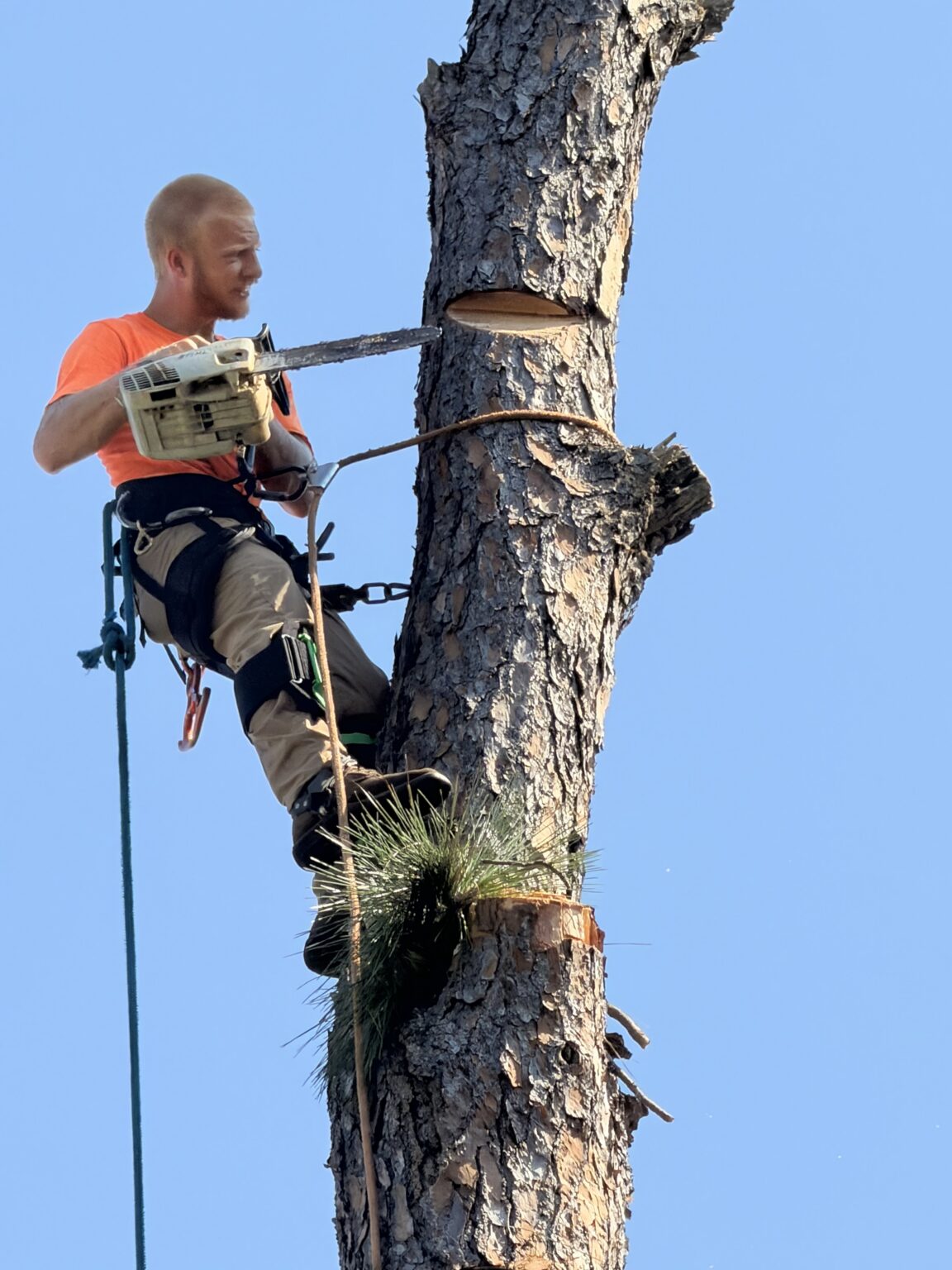 Cornerstone climber cutting a section of pine trunk with a rigging rope tied below the cut