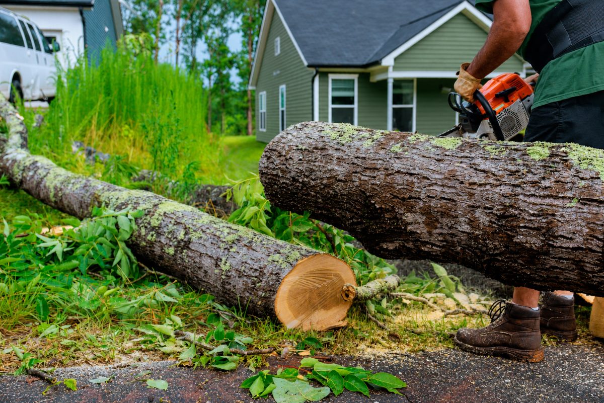Cut sections of trunk lying on grass after a tree removal